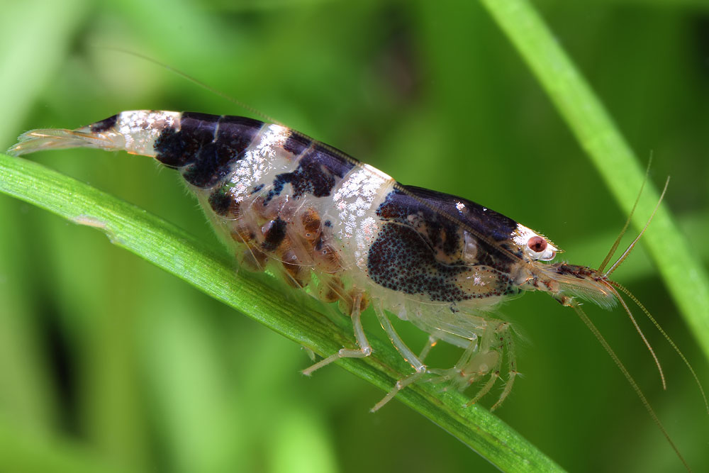 Paracaridina sp. Princess bee  (LIANG, GUO & TANG, 1999)